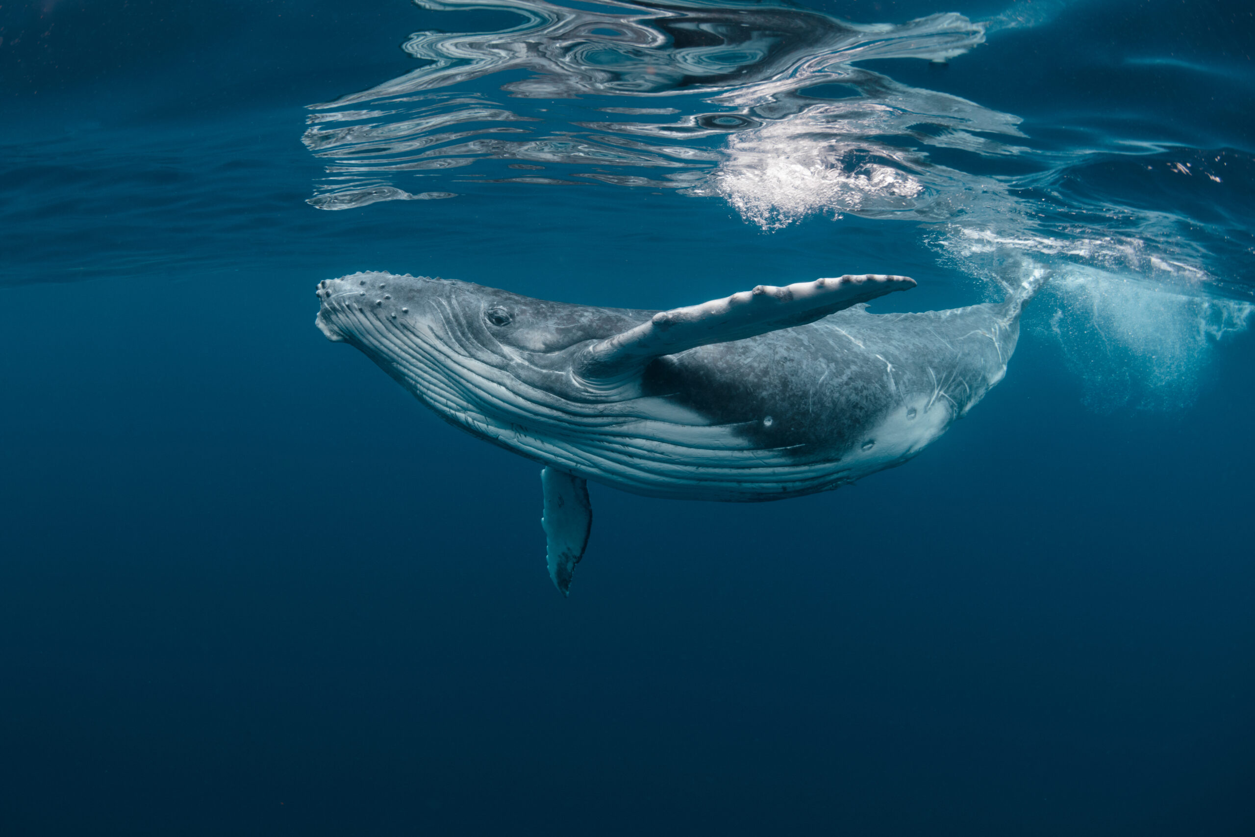 Płetwal błękitny płynący pod powierzchnią oceanu w krystalicznie czystej wodzie