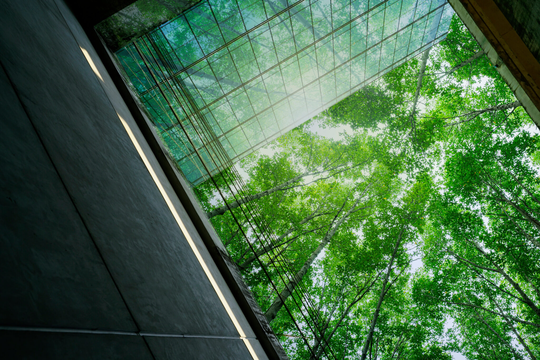Zielone drzewa widziane przez szklaną fasadę budynku, symbolizujące integrację natury i architektury