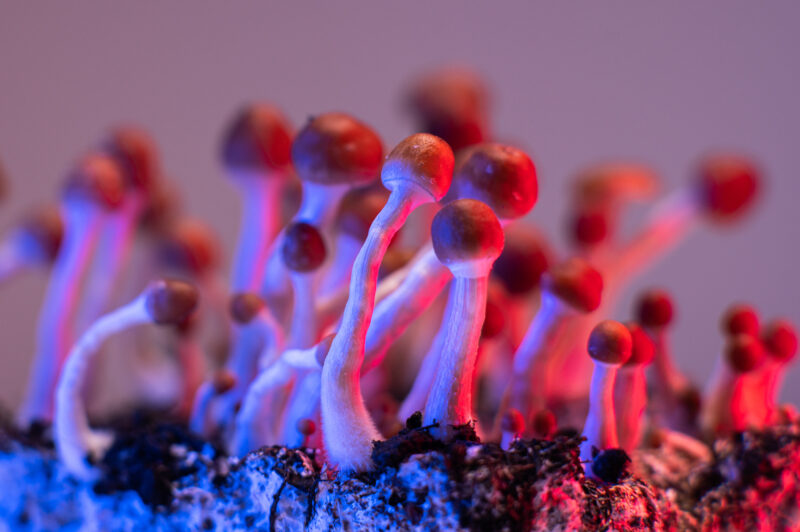 Grzyby w fazie wzrostu oświetlone światłem laboratoryjnym