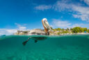 Pelikan unoszący się na wodzie w tropikalnej scenerii, sfotografowany częściowo nad i pod powierzchnią oceanu