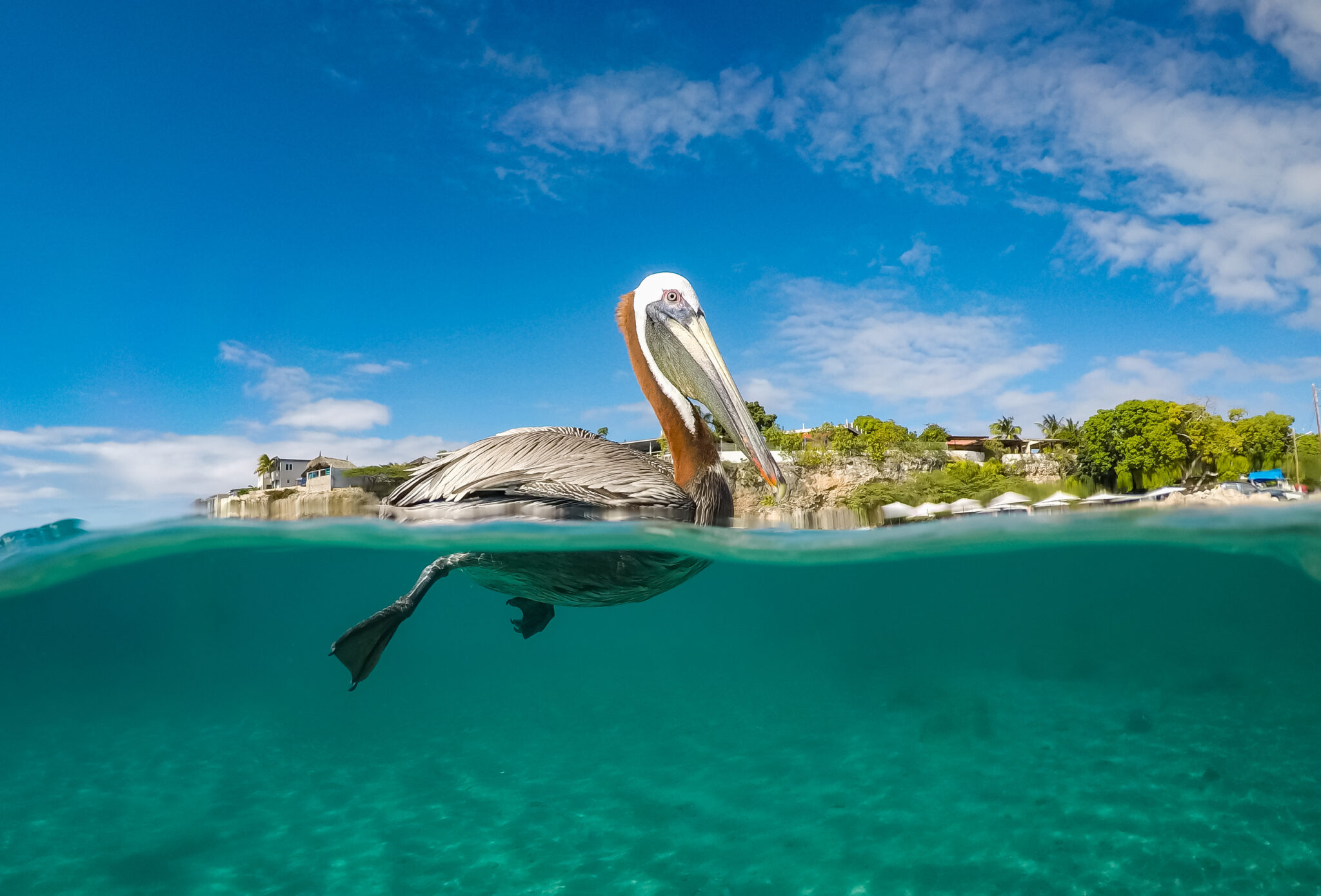 Pelikan unoszący się na wodzie w tropikalnej scenerii, sfotografowany częściowo nad i pod powierzchnią oceanu