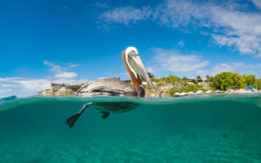 Pelikan unoszący się na wodzie w tropikalnej scenerii, sfotografowany częściowo nad i pod powierzchnią oceanu