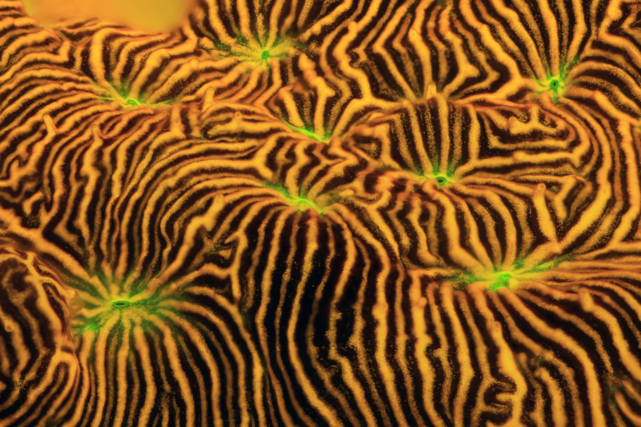 Zbliżenie na fluorescencyjne koralowce mózgowce w intensywnych barwach