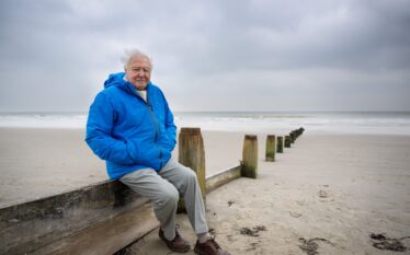 David Attenborough siedzący samotnie na plaży, ubrany w niebieską kurtkę