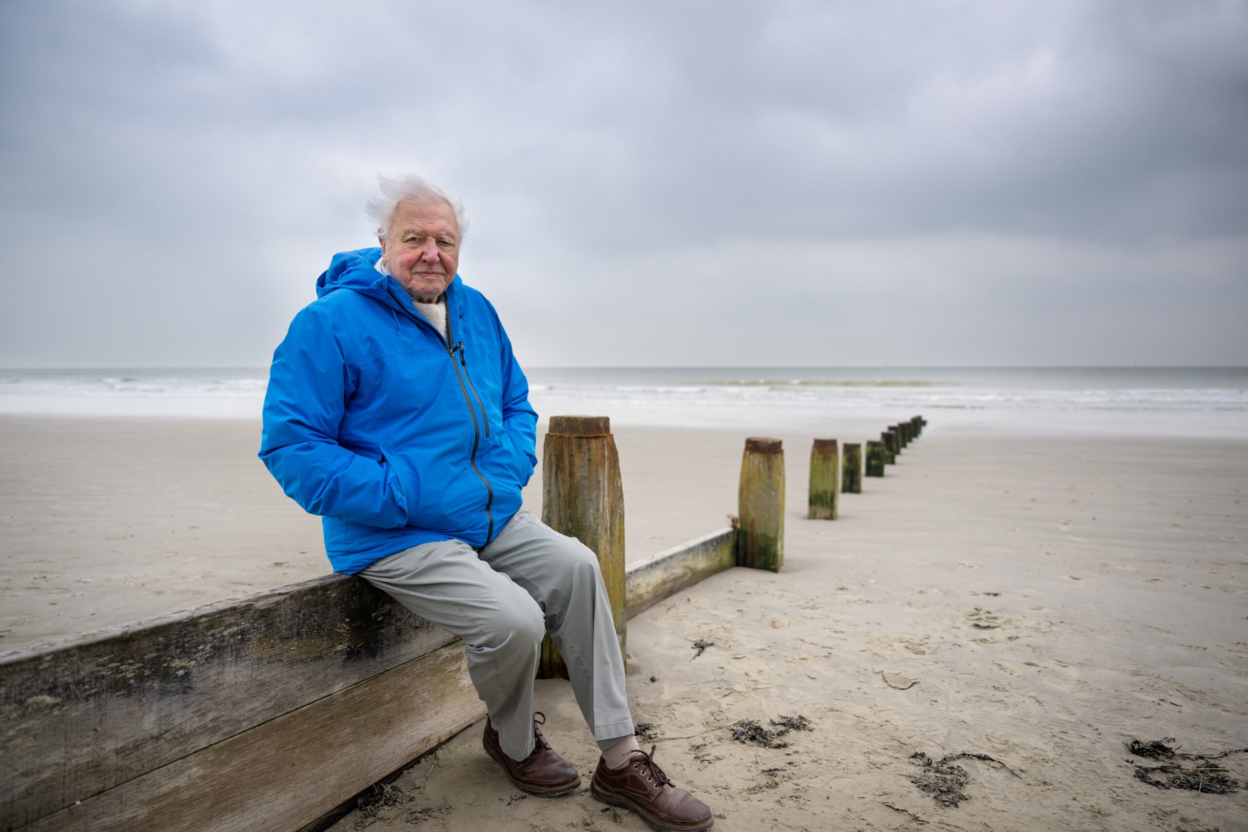 David Attenborough siedzący samotnie na plaży, ubrany w niebieską kurtkę