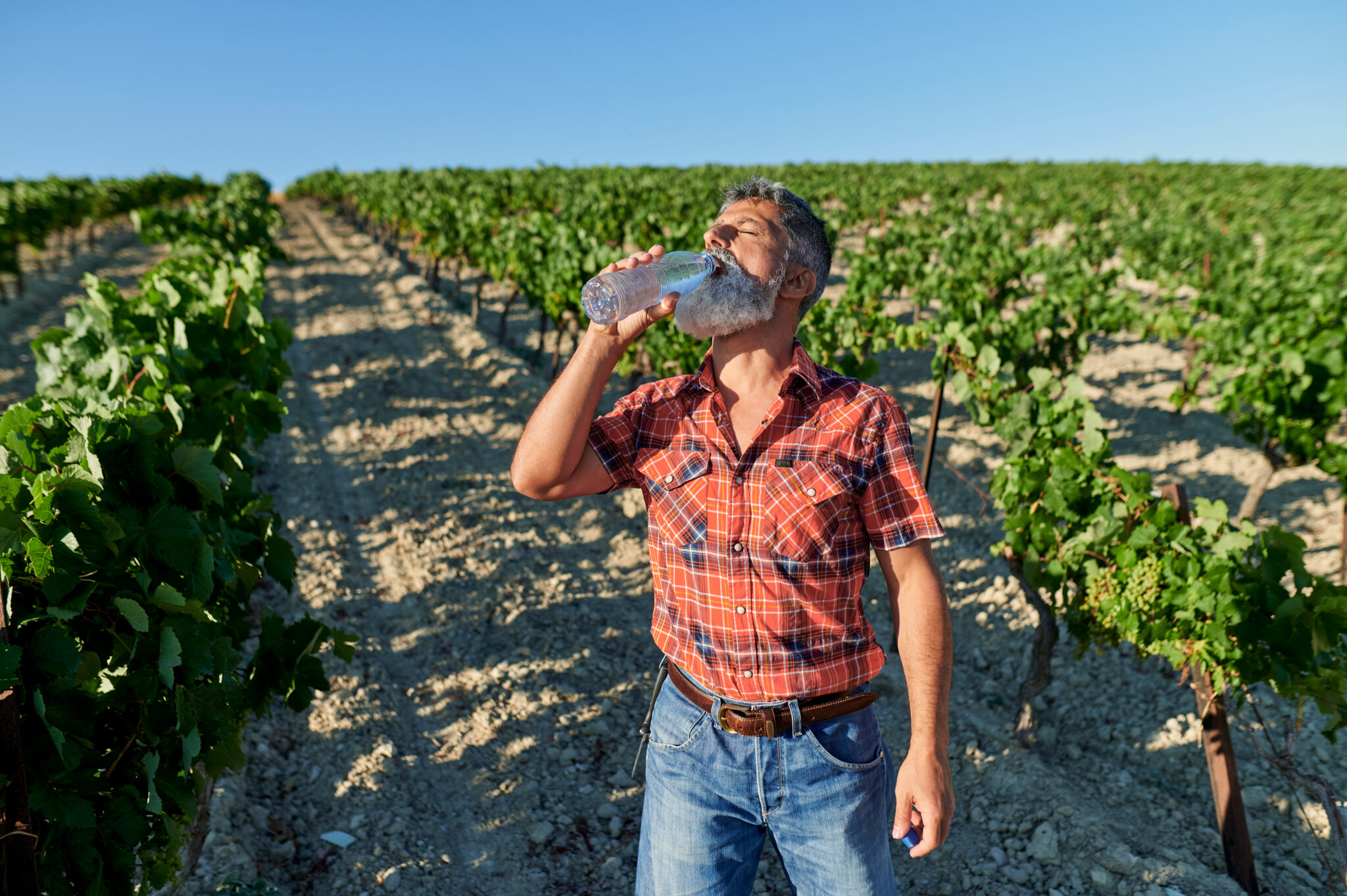Słońce nad winnicą