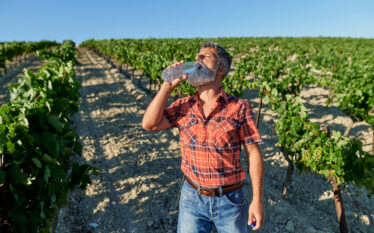 Słońce nad winnicą