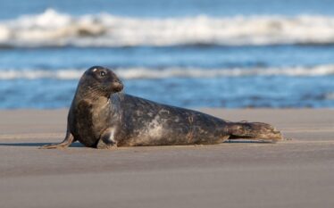 Foka szara leżąca na piasku nad brzegiem Bałtyku