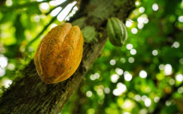 Owoc kakaowca na drzewie w tropikalnej plantacji w Brazylii