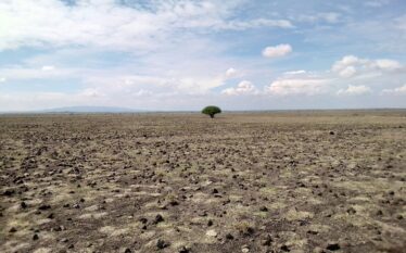 Samotne drzewo na suchym i spękanym pustkowiu pod niebem z chmurami