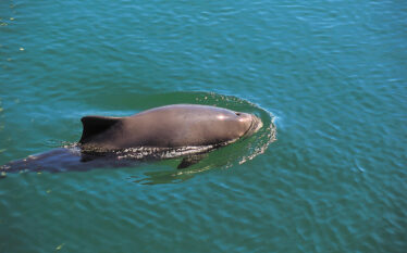 Morświn pływający w wodach Morza Bałtyckiego
