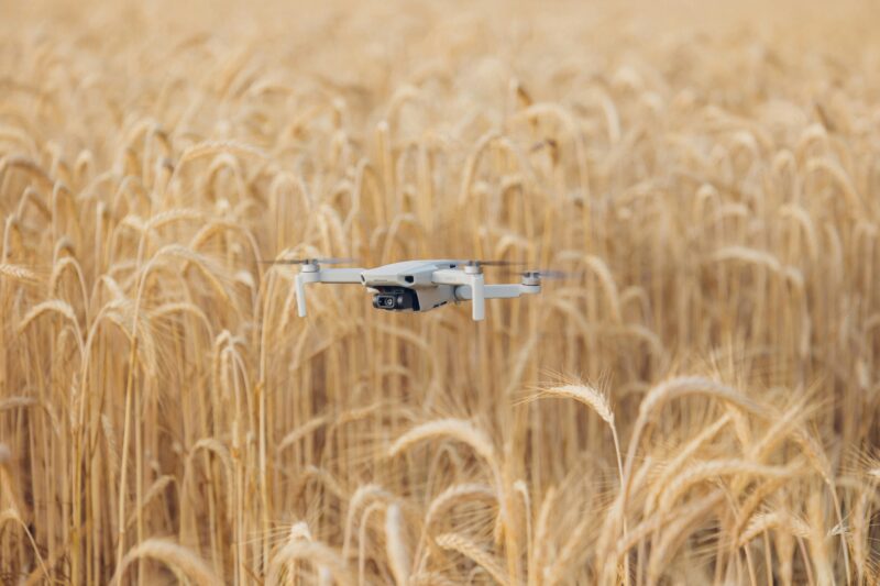 Dron monitorujący pole pszenicy w nowoczesnym rolnictwie