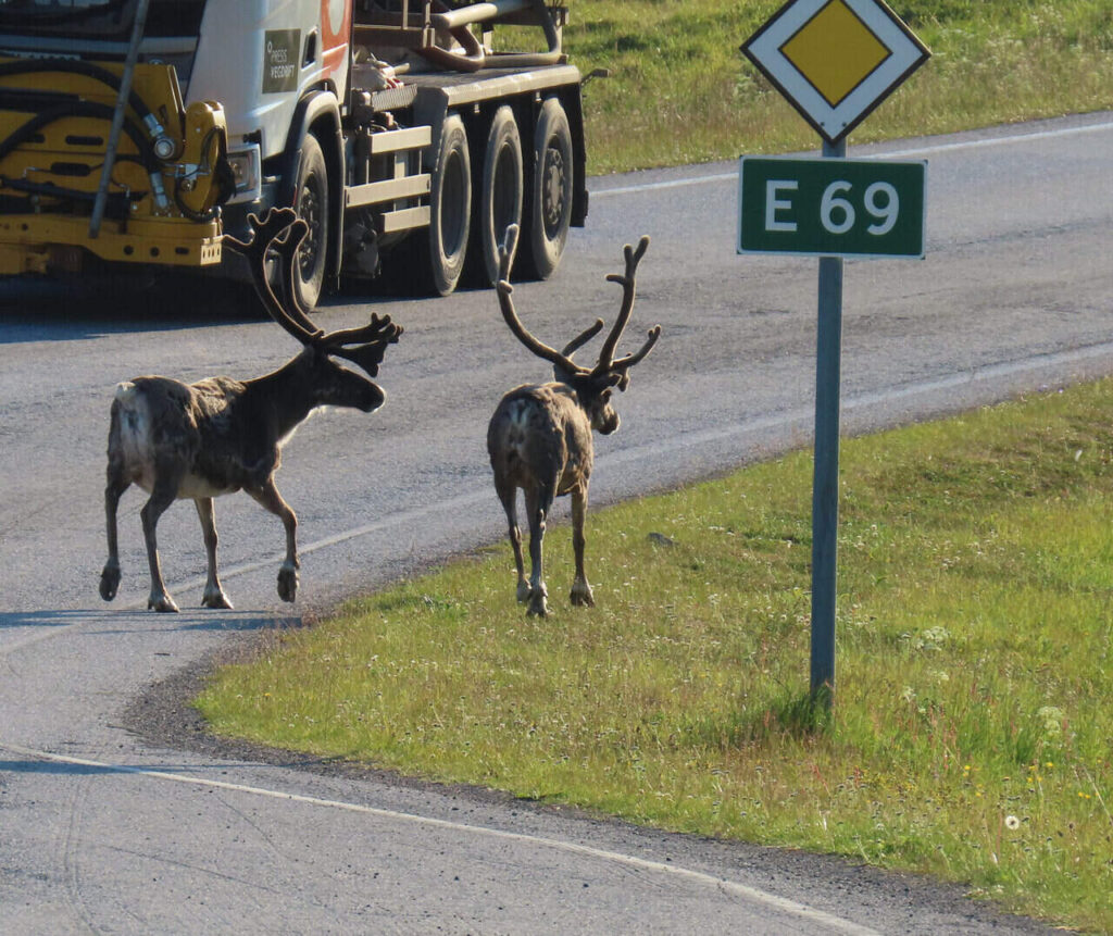 Dwa renifery na drodze E69 w Norwegii