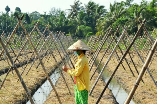 Pracownik w tradycyjnym nakryciu głowy pracujący na polu uprawnym