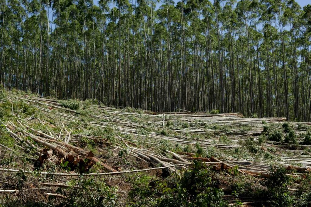 Wycinka drzew w lesie jako symbol wylesiania