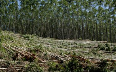 Wycinka drzew w lesie jako symbol wylesiania