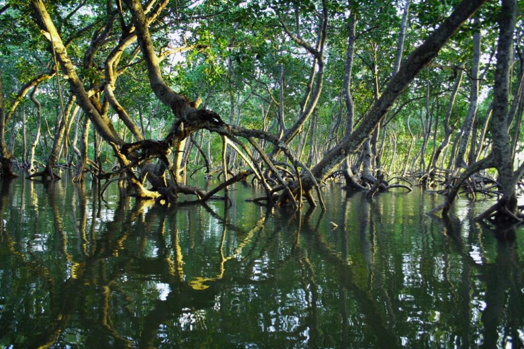 Lasy namorzynowe jako przykład naturalnych rozwiązań klimatycznych