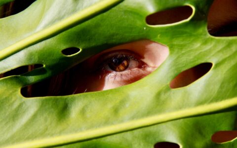 Oko spoglądające przez liść monstery symbolizujące spojrzenie na naturę i ochronę środowiska