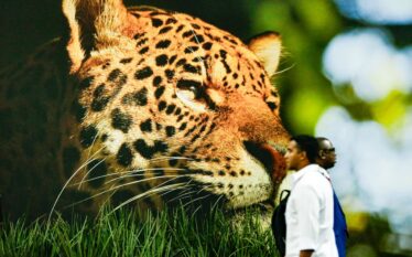 Wielkoformatowy wizerunek jaguara, symbolu Amazonii, na tle którego przechodzą delegaci COP30.