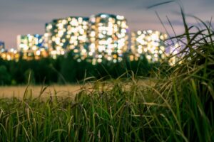 Zieleń miejska na tle rozświetlonych budynków symbolizująca badania nad emisjami CO₂ w miastach