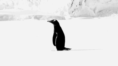 Pingwin stojący samotnie na śniegu w Antarktyce
