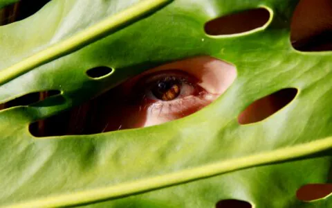 Oko spoglądające przez liść monstery symbolizujące spojrzenie na naturę i ochronę środowiska