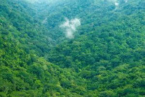 Gęsty las tropikalny symbolizujący bioróżnorodność.